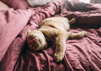 Mengapa Kucing Suka Tidur di Dekat Pemiliknya? Ternyata Ini 5 Alasannya