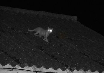 Kucing Sering Bangun dan Berlarian di Tengah Malam? Bukan Karena Kucing adalah Hewan Nokturnal, Ini Penyebabnya
