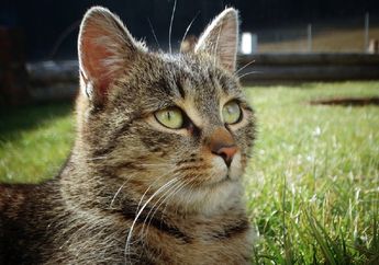Kucing Jadi Musuh Tikus, Apakah Kucing Benar-Benar Bisa Menangkap Tikus?
