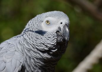 4 Fakta Unik Burung Beo Afrika yang Sangat Dilindungi, Ternyata Memiliki Perilaku Baik Kepada Hewan Lain