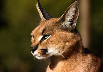 Termasuk Salah Satu Kucing yang Pandai Berburu, Berikut Fakta Unik Mengenai Kucing Caracal