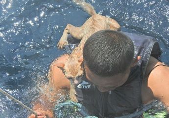4 Ekor Kucing Ini Nyaris Tenggelam Bersama Perahu, Simak Kisah Penyelamatannya oleh Anggota Angkatan Laut Thailand