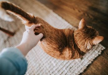 Kucing Sering Mengarahkan Bokong ke Wajah? Artinya Kita Sudah Dipercaya! Ini Penjelasannya