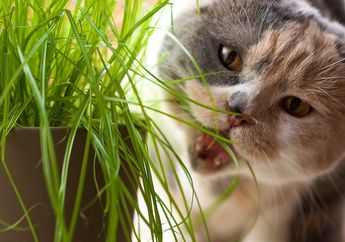 Tidak Berbahaya, Kucing yang Makan Rumput Gandum Malah Bisa Dapatkan 4 Manfaat Ini!