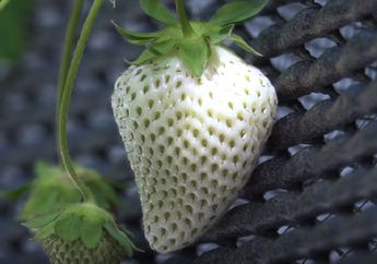 Bukan Berwarna Merah, Stroberi White Jewel Berwarna Putih dan Berharga Tinggi