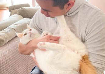 Kocak! Inilah Ekspresi Para Kucing yang Tak Suka Dipeluk Oleh Pemiliknya, Ada yang Sampai Mendorong Wajah Pemiliknya