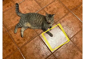Karena Pernah Menemukan Makanan yang Jatuh di Lantai, Kucing Ini Terus Mencari Makanan di Lantai yang Sama