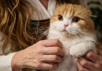 BERITA POPULER: Kucing yang Tidak Mau Meninggalkan Pemiliknya yang Sedang Sakit Hingga 2 Bahan yang Baiknya Tidak Dikonsumsi dengan Mi