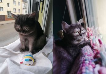 Sebelumnya Tak Ada yang Mengadopsi karena Dianggap Berwajah Galak, Kucing Ini Akhirnya Bertemu Pemilik Baru yang Menyayanginya