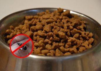 Tips Agar Makanan Kucing Tidak Didatangi Semut, Dijamin Semut Tidak Balik Lagi