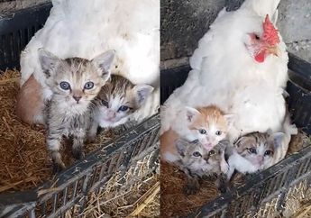 BERITA POPULER: Kisah Seekor Ayam yang Merawat Tiga Anak Kucing Hingga 5 Makanan untuk Turunkan Tekanan Darah Tinggi