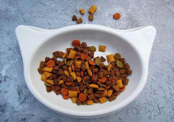 Antara Makanan Basah dan Kering untuk Kucing, Mana yang Lebih Baik?