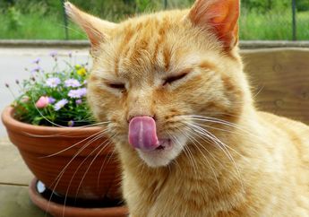 BERITA POPULER: Makanan yang Bisa Mengancam Kesehatan Kucing Hingga Tips untuk Membereskan Berbagai Benda di Rumah