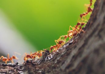 5 Cara Ini Bisa Bantu Singkirkan Hewan Pengganggu di Rumah, Semut Hingga Kecoak Langsung Kabur!