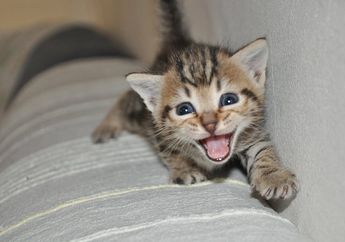 BERITA POPULER: Penyebab Anak Kucing Suka Mencakar dan Menggigit Hingga Barang-Barang yang Sebaiknya Tidak Dipakai Bersama