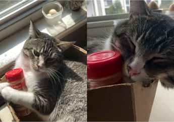 Kucing Ini Suka Memeluk Botol Bumbu Bekas yang jadi Mainan Favoritnya, Lihat Potret Gemasnya, yuk!