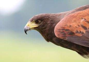 Macam-Macam Bentuk Paruh Burung dan Fungsinya yang Berbeda-beda