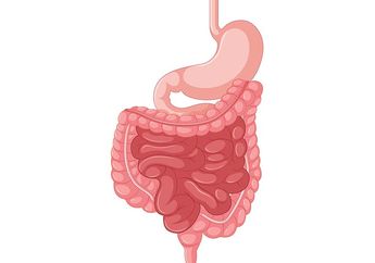Inilah Enzim yang Ada di Organ Pencernaan Beserta Letak dan Fungsinya