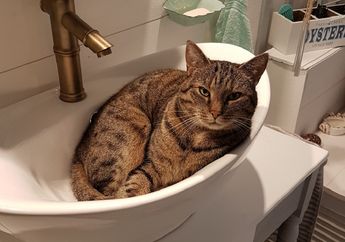 Heran Mengapa Kucing Peliharaanmu Suka Masuk ke Kamar Mandi? 5 Hal Ini Bisa jadi Alasannya