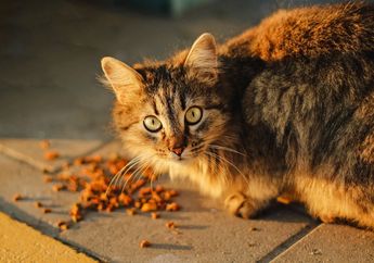 Walaupun Karnivora, Ternyata Kucing juga Bisa Makan Buah dan Sayur! Ini Daftar Sayur yang Boleh Dimakan Kucing