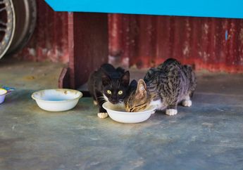 Kucing Terkenal Suka Makan Ikan, Apa Makanan Kucing Liar di Alam Bebas, ya?
