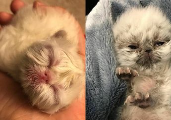 Unik! Anak Kucing Ini Terlahir dengan Wajah Mirip Seperti Kakek Tua, Ini 5 Potret Menggemaskannya