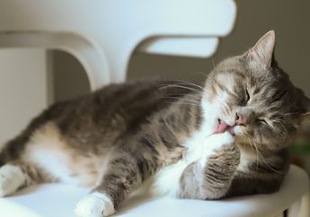 Tak Hanya untuk Membersihkan Diri, Ternyata Ini Arti Lain dari Kebiasaan Kucing Menjilati Tubuhnya