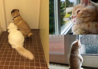 Gemas Sekaligus Haru, Kucing-Kucing Ini Merindukan Pemiliknya Sampai Melakukan Hal Ini