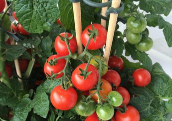 Tomat Sering Disebut Sayur Padahal Sebenarnya adalah Buah, Apa Beda Sayur dengan Buah?