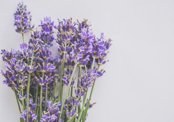 Tak Hanya Bantu Usir Nyamuk, Lavender Punya Banyak Manfaat Lainnya, Salah Satunya Menguatkan Daya Tahan Tubuh