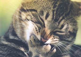 Jangan Sampai Kutu Kucing Tambah Parah! Lakukan 4 Cara Ini untuk Atasi Kutu pada Kucing