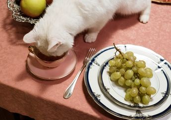 Bisa Ancam Kesehatan Kucing, Jangan Biarkan Kucingmu Mengonsumsi 6 Makanan Ini, Salah Satunya Daging Mentah