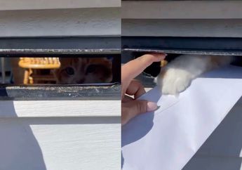 Bikin Gemas, Kucing Ini Selalu Memainkan Surat yang Dimasukkan Tukang Pos ke Lubang Surat