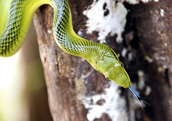 Berbeda dari Hewan Lain, Lidah Ular dan Komodo Punya Fungsi Unik dan Bentuknya Bercabang