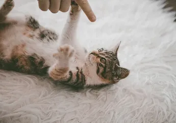 BERITA POPULER: 8 Cara Kucing Menunjukkan Rasa Sayang pada Pemiliknya Hingga Tanaman yang Bisa Bantu Usir Ular dari Rumah