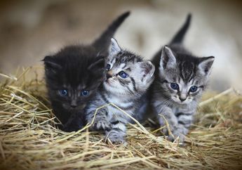 BERITA POPULER: Kenali Bahasa Kucing lewat Ekornya hingga 4 Kesalahan Penggunaan Kulkas yang Masih Sering Dilakukan