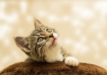 Dari Mana Asal Dengkuran Kucing dan Mengapa Kucing Mendengkur?