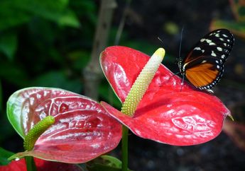 Pengertian Biosfer serta Persebaran Flora dan Fauna di Indonesia