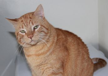 Digambarkan Kocak dengan Aksi Lucunya, Ini Fakta-Fakta Unik Kucing Oranye yang Wajib Kamu Ketahui