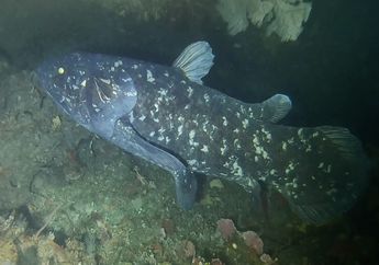 Dikira Sudah Punah, Ternyata Populasi Ikan dari Zaman Dinosaurus Ini Ditemukan di Pulau Madagaskar
