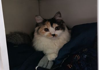 Mengapa Indra Pendengaran Kucing Begitu Peka Mendengar Suara?