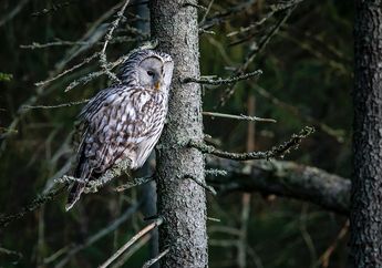 Dikenal Sebagai Burung yang Misterius, Inilah 8 Fakta Unik Tentang Burung Hantu