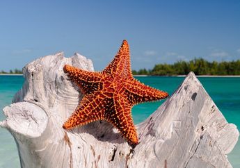Benarkah Bintang Laut Bisa Meregenerasi Bagian Tubuh yang Lepas?