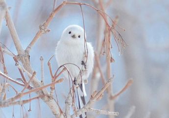 Terlihat Seperti Kapas, Ini Dia Burung Menggemaskan Shima Enaga yang Berasal dari Jepang