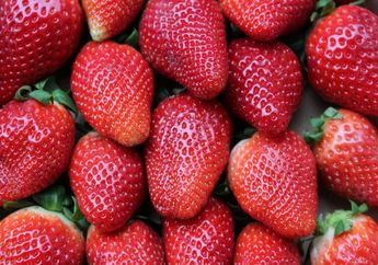 Punya Rupa yang Cantik, Benarkah Stroberi Berkerabat dengan Bunga Mawar?