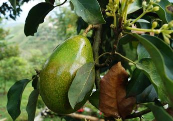 Cara Menanam Alpukat dari Biji Agar Cepat Berbuah, Wajib Dicoba untuk yang Ingin Memanen Buah Sendiri