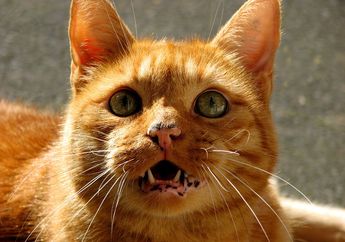 Aksi Lucu Kucing yang Menganga Setelah Mencium Bau, Ternyata Ada Penjelasan Ilmiahnya! Ini Sebabnya