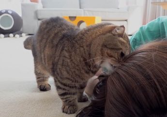 Bikin Gemas Karena Kakinya yang Pendek! Ini Fakta-Fakta Kucing Munchkin, Tertarik Pelihara?