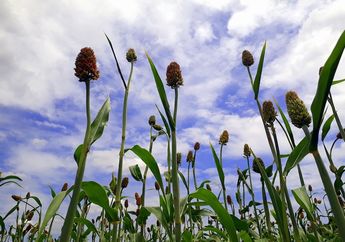 Mengenal Apa Itu Sorgum, Alternatif Bahan Makanan Pengganti Beras yang Kaya Manfaat
