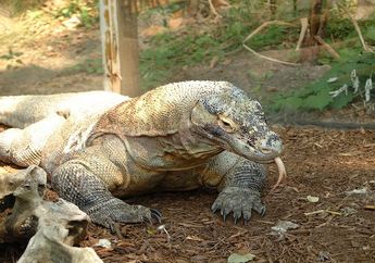 Bisa Melahap Kambing Sekaligus, Bagaimana Cara Komodo Mencerna?